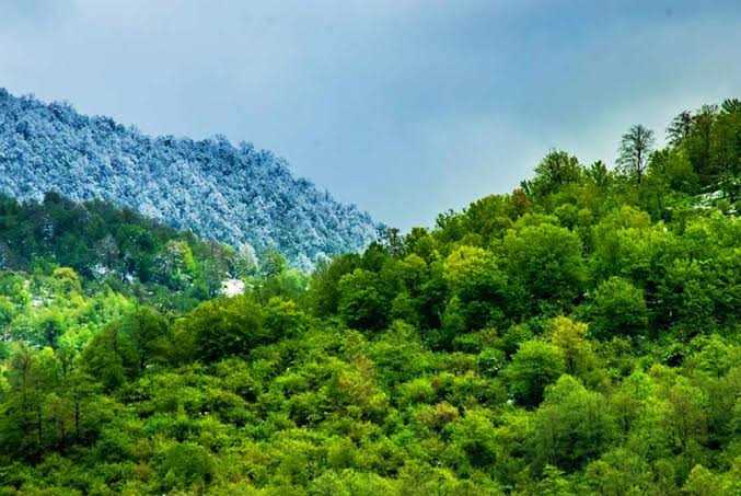 آخرین ایستگاه تنفس جنگل