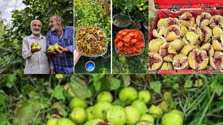 طعم بهشتی انجیر گلوگاه