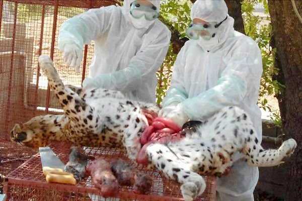 بررسی دلایل تلفات شیر و پلنگ در الیمالات 