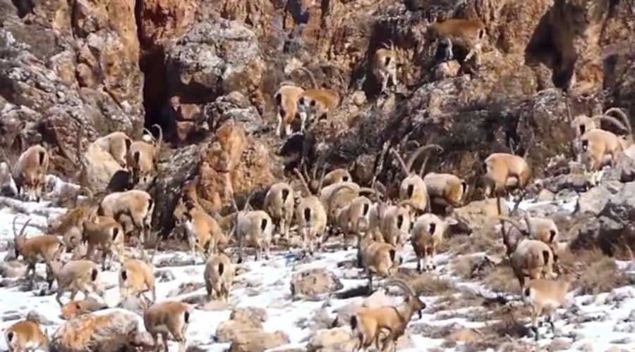 تصاویری از گله کل وبز در منطقه حفاظت شده چالوس