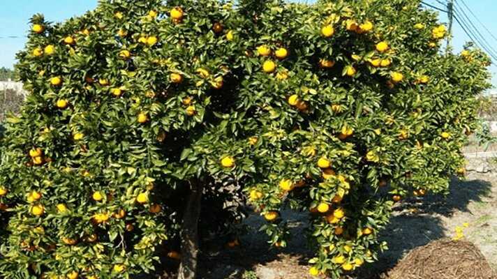 ساز صادرات مرکبات ناکوک است